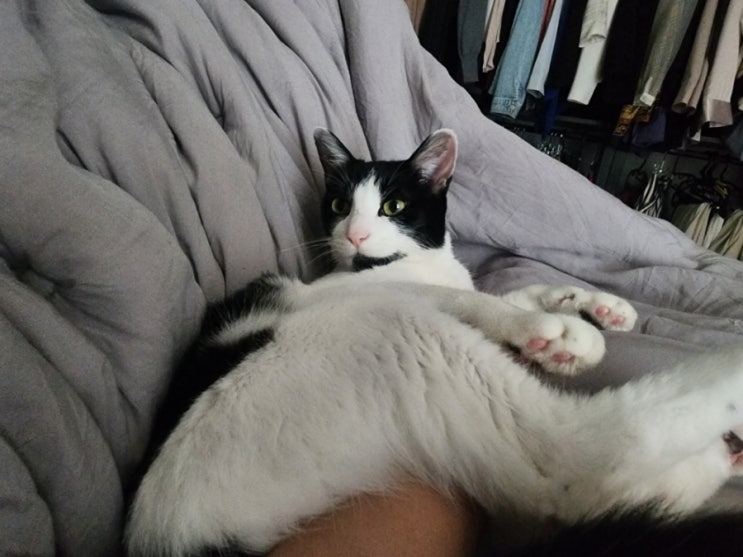  특이한 고양이 말랑이