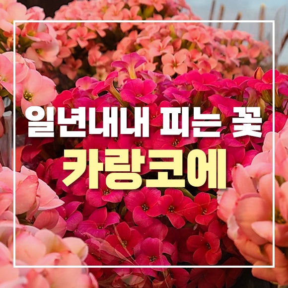 일년내내 피는 꽃 '카랑코에(칼랑코에)'키우기
