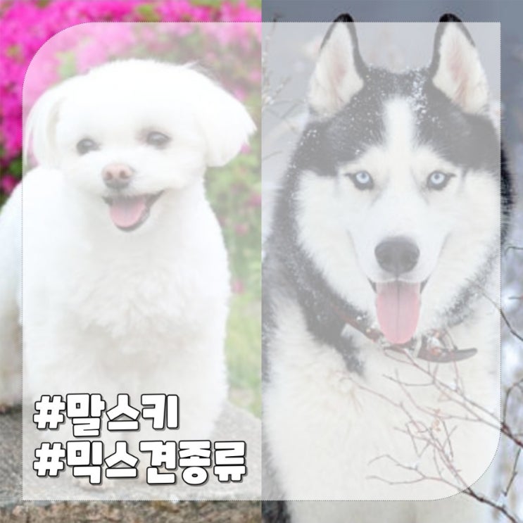  말스키:말티즈 허스키 믹스견 종류 총정리