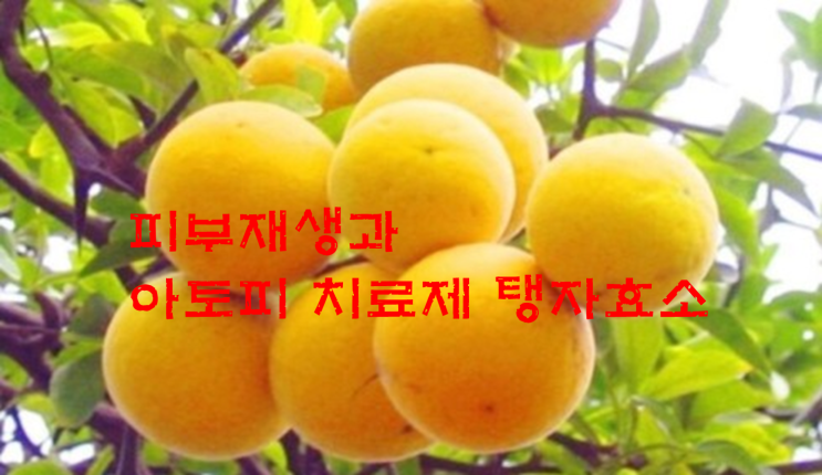  피부미용과 아토피에 좋은 탱자효소