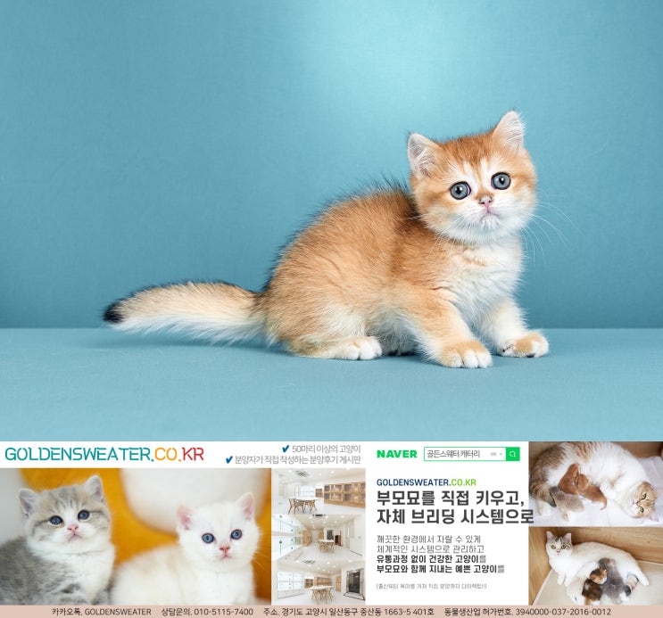  마포고양이분양 가정에 새로운 가족 구성원