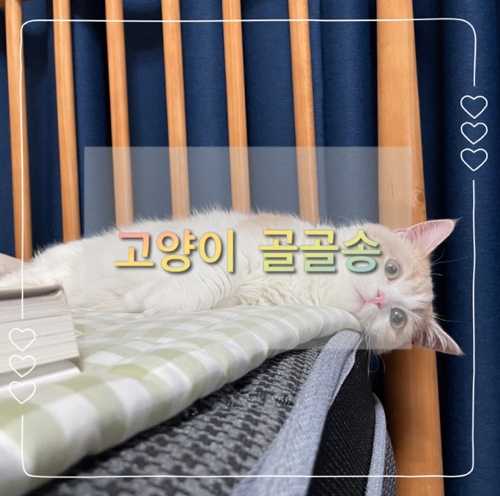 고양이 그르릉 소리 고양이가 골골송 하는 이유, 골골송 효과(사람도 해당)