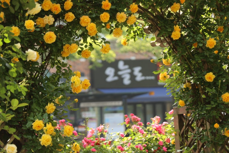  이곡 장미공원