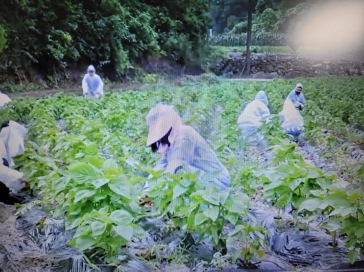  농번기 농촌 일손돕기 봉사 활동 참여 신청 방법 안내