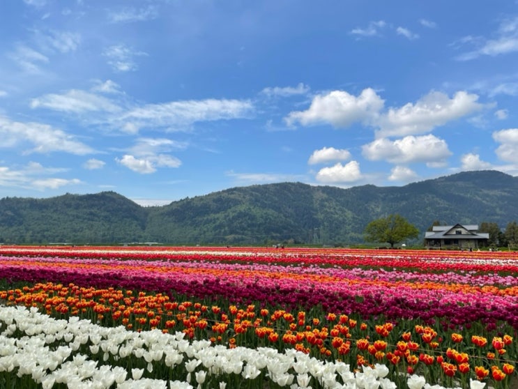  2023 Abbotsford Tulip Festival 아보츠포드 튤립축제 | 셀프 웨딩스냅