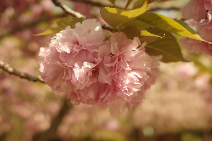  고급 기장, 프리미엄 기장. 의미가 있을까요?