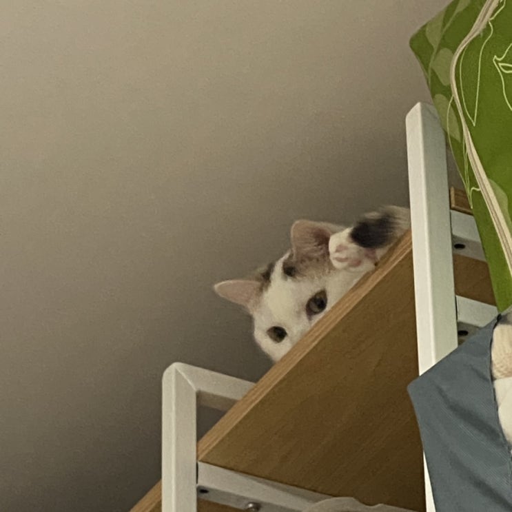  사랑스러운 고양이 집사체험