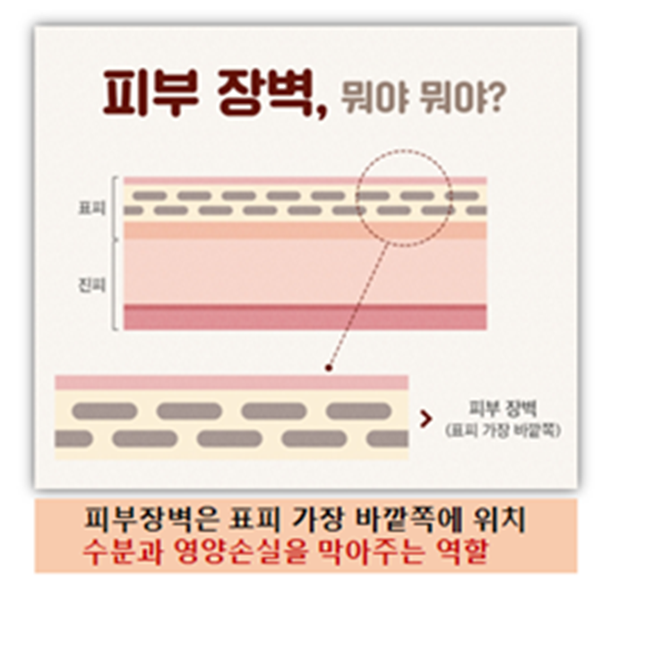  피부 장벽 뭐야 뭐야?