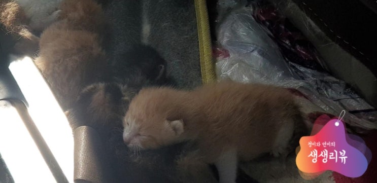  포터 1톤 트럭 안에 고양이 새끼