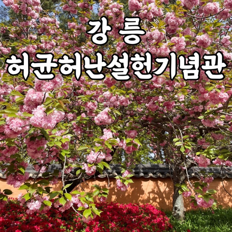  강릉여행 허균허난설헌 기념관 역사가 재밌는 강릉아이랑 가기 좋은 강릉여행코스 겹벚꽃 성지