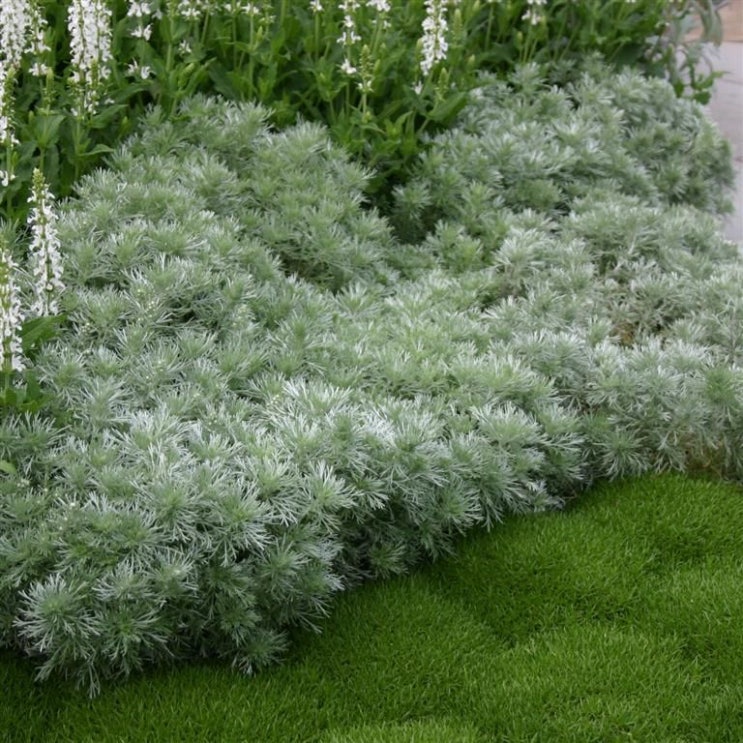  은쑥(Artemisia schmidtiana) 관리 방법