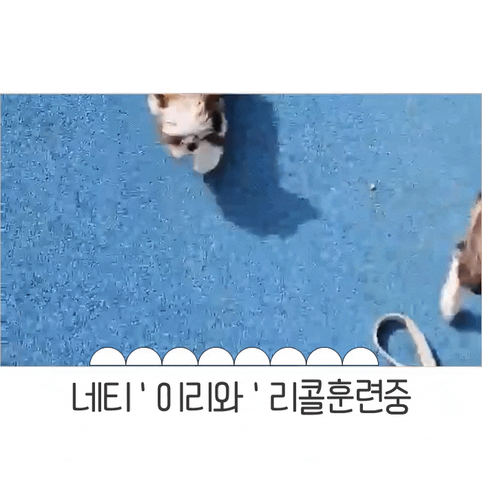  강아지 일상 속 이리와 리콜교육 이름부르기 훈련법