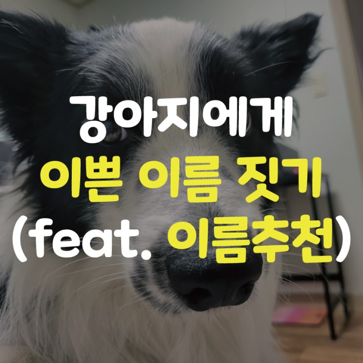 강아지 이름 짓기, 이쁜 이름 만들기! (feat. 이름추천)