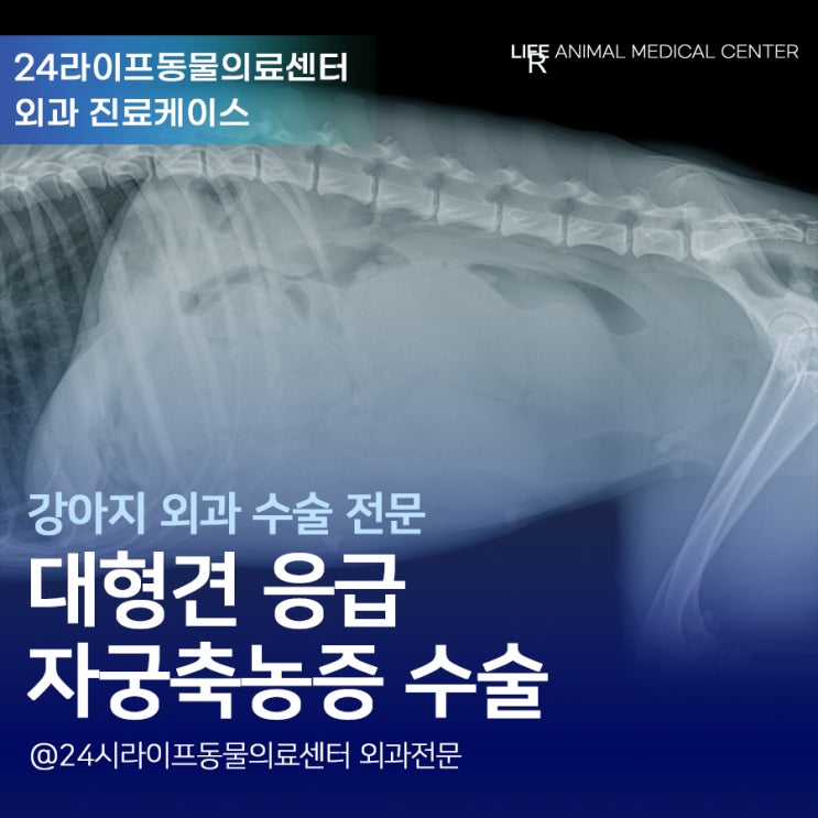 대구 대형견중성화수술 적절한 시기를 놓치면 안되는 이유