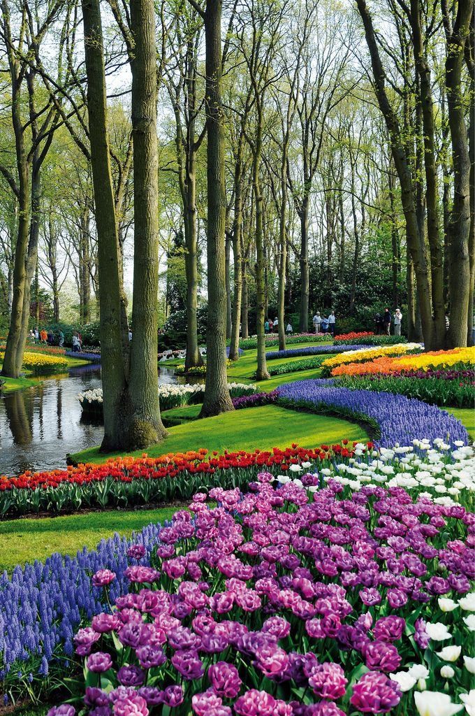  튤립왕국 네덜란드의 쾨켄호프 정원 keukenhof garden