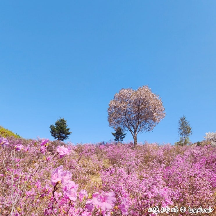 봄맞이 부천 가볼 만한 곳 원미산 진달래동산