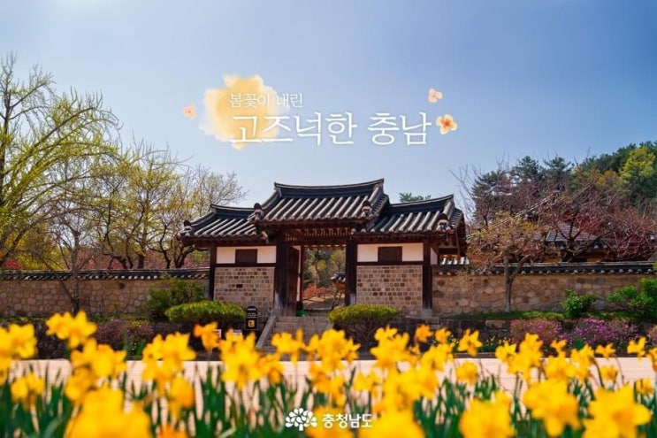 충남 가볼만한곳 봄꽃이 내린 고즈넉한 충남 | 충남도청페이스북