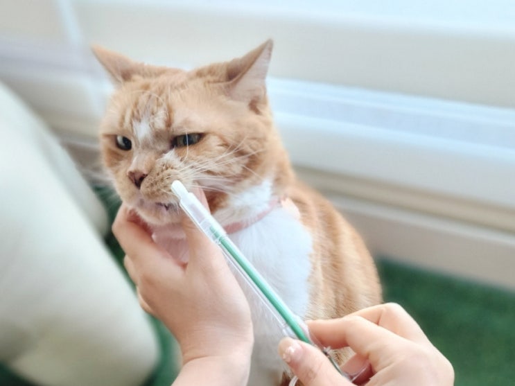  고양이 약먹이기 알약 가루약 쉽게 먹이는 방법과 필건 사용법