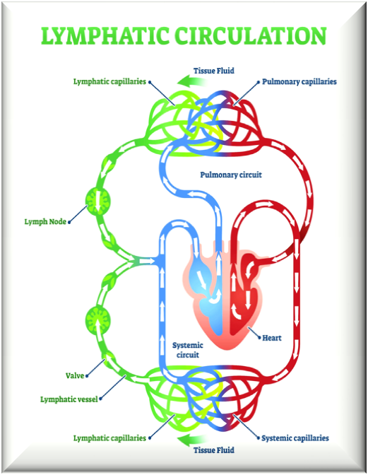 [해부/생리] 림프계(lymphatic system),림프순환계 : 네이버 블로그
