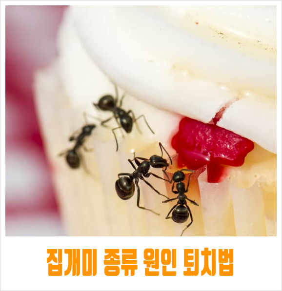  집개미 종류 원인 예방 및 퇴치법 핵심