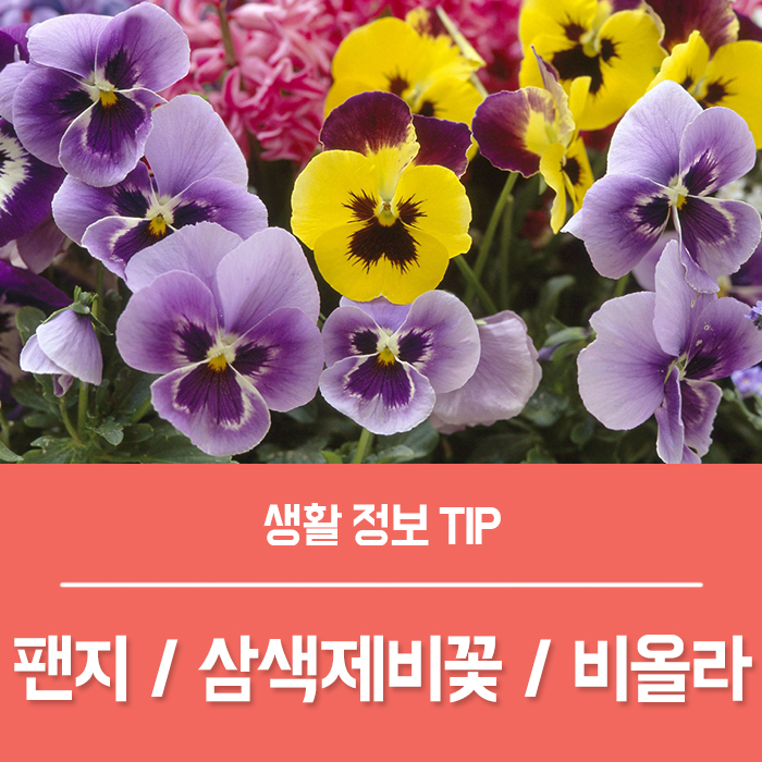  팬지 꽃말 팬지꽃 삼색제비꽃 비올라꽃 구분법