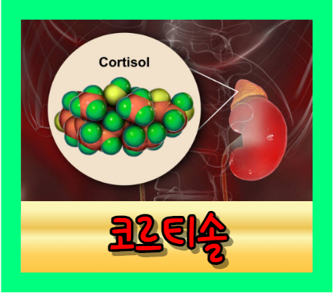 코르티솔(cortisol) 정상 수치와 신체에 미치는 영향 그리고 코티솔 과다 분비(쿠싱증후군)의 문제점
