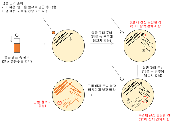 [학교에서 할 수 있는 생명과학실험] - 토양 속 미생물 분리 및 세균 수 측정 (feat. 세균분리법) : 네이버 블로그