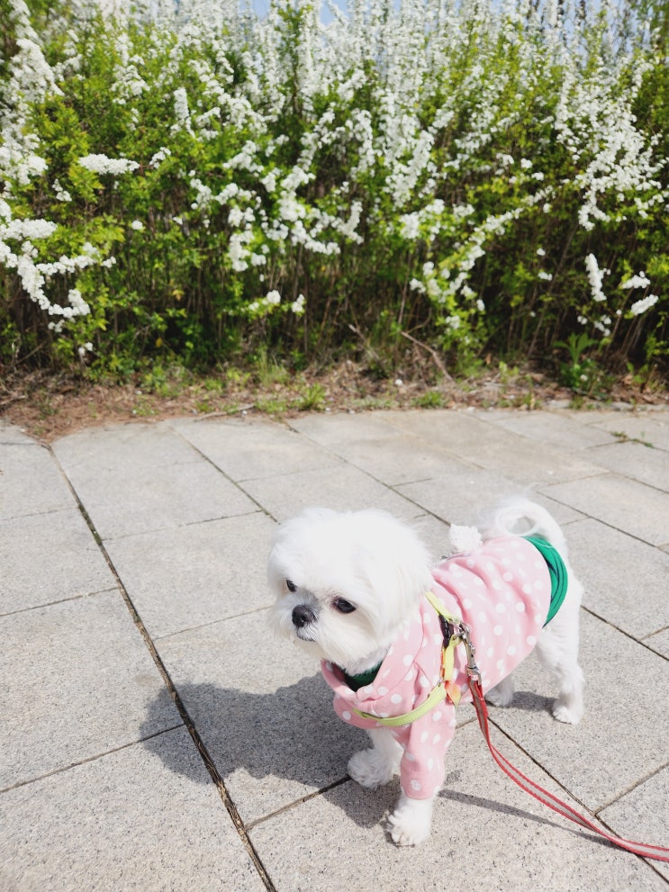  핑쿠핑쿠 유니~!