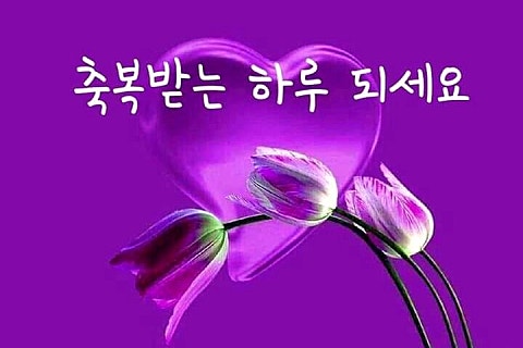오늘;꽃 이미지