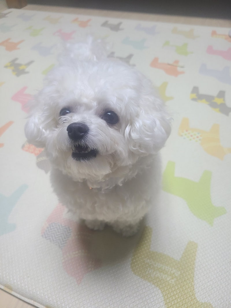 오스카독스쿨