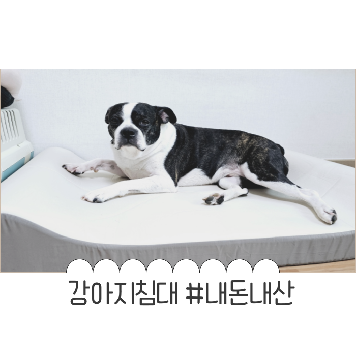 헨로포우 본본스침대 강아지침대 장만했어요