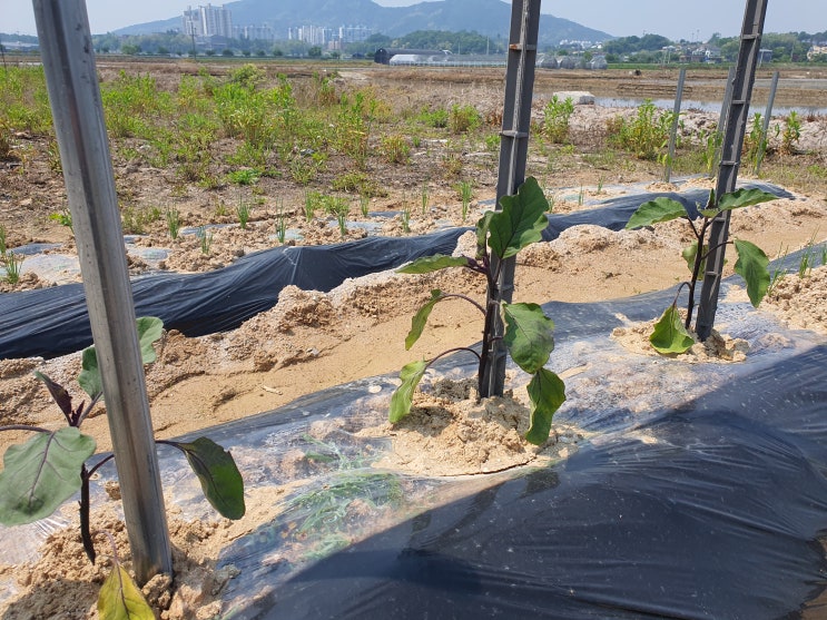  농원 옆 텃밭.