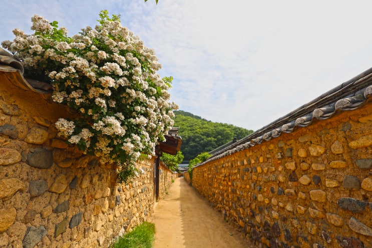 남평 문씨 세거지 찔레꽃