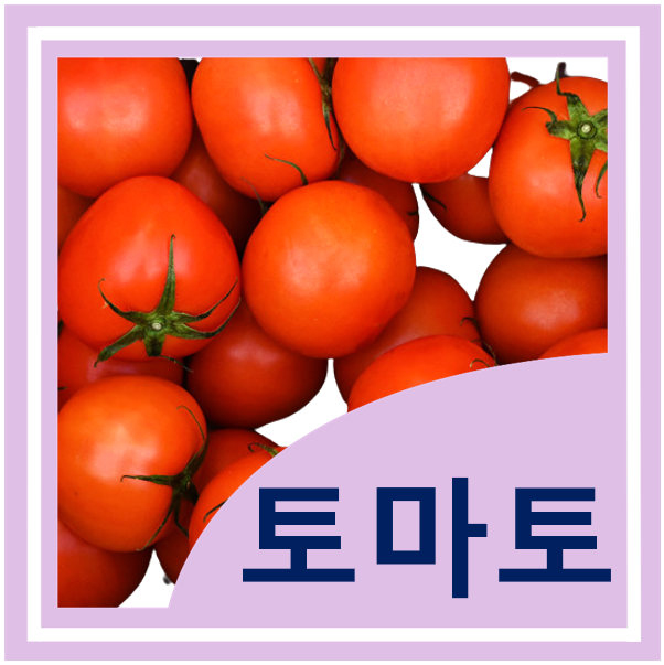  토마토 효능 섭취방법 토마토퓌레