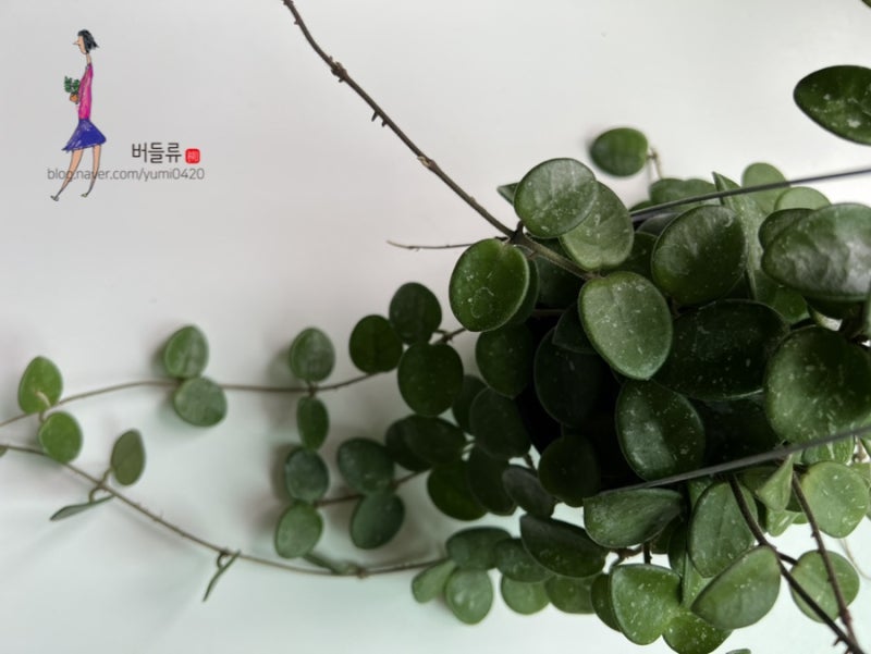 호야 마틸다 마틸드 스플래쉬 키우기