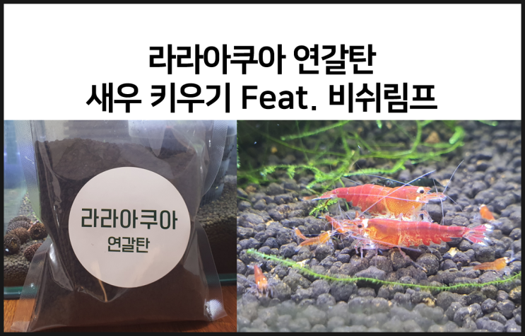  [내돈내산] 라라아쿠아 연갈탄 새우 키우기!