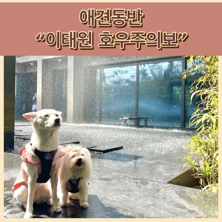 이태원 애견 건강검진, 믿을 수 있는 용산구 라온동물병원