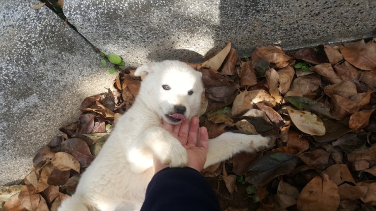  눈부시개