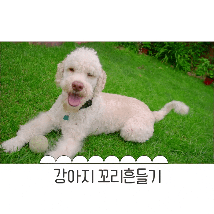  강아지 꼬리흔들기 꼬리로 보는 언어 반려견 기분상태 파악하기