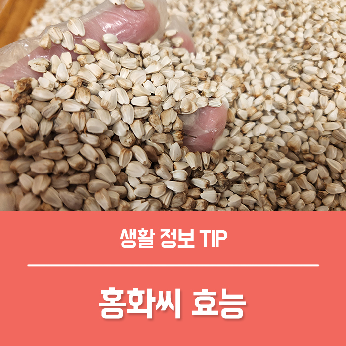  홍화씨 효능 BEST 5, 볶은 홍화씨 홍화씨환 홍화씨유 홍화씨 먹는법 부작용은?