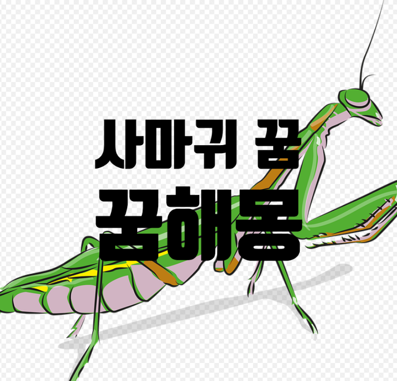 사마귀 꿈, 꿈해몽 꿈풀이 총정리!