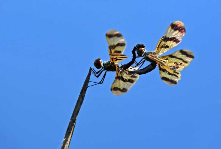 잠자리의 귀향