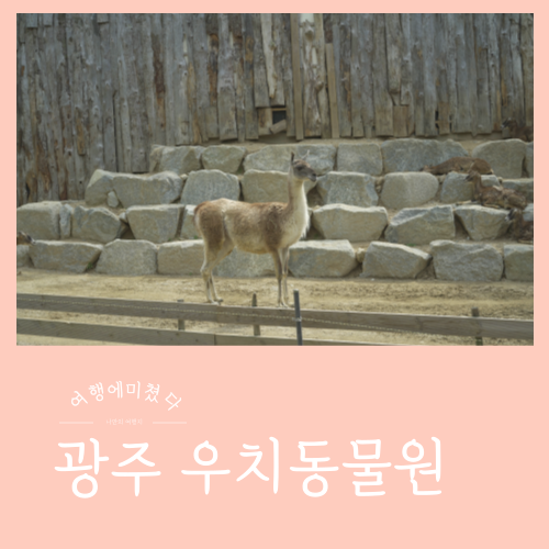 우치공원동물원 광주 북구 패밀리랜드동물원 광주여행지추천