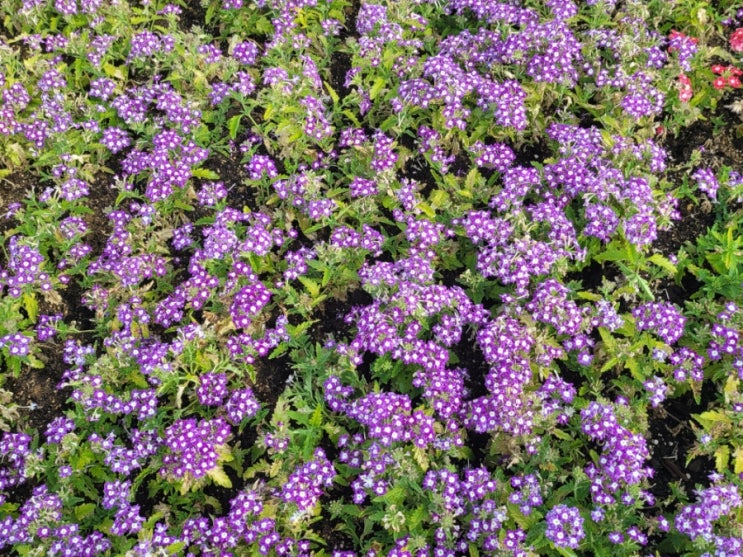  미국주 분할매수할만한 것은 알파벳(구글),펩시코 , 브로드컴이 있음.  코인은 관망.