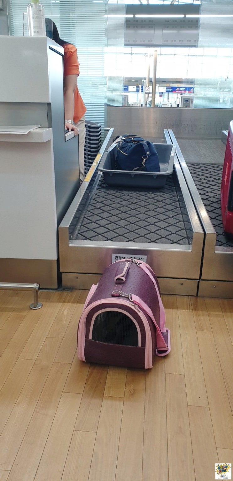  강아지 고양이 애견 애묘 반려견 대형견 필리핀 마닐라 세부 클락 운송 단독운송 검역 반려동물수입허가 [핸디강아지단독운송]서비스편