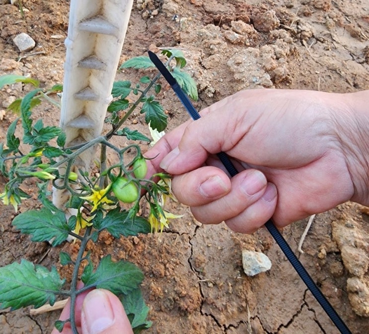 주말농장 텃밭 꾸미기 일주일 근황 대추토마토에 열매가 열렸다