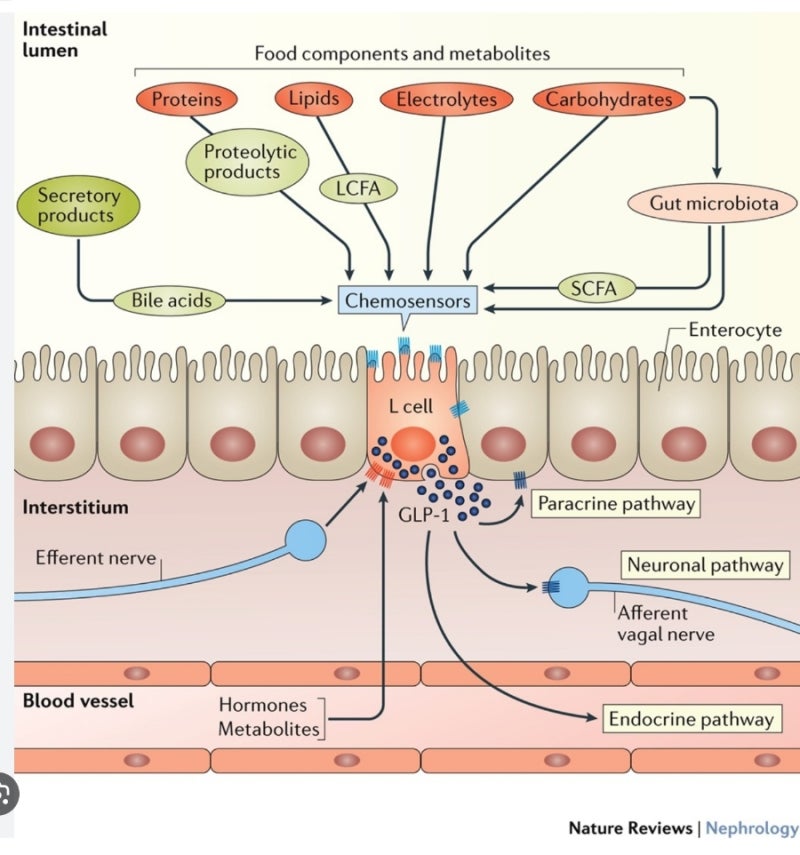 lercea glp-1 side effects A Closer Look at the Dermatological Profile of GLP-1 Agonists