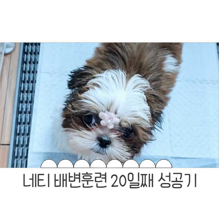  강아지 시츄네티 배변훈련 20일째 집념의 성공기