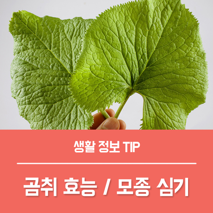  곰취 효능 5가지, 곰취 부작용 곰취 모종 심는법