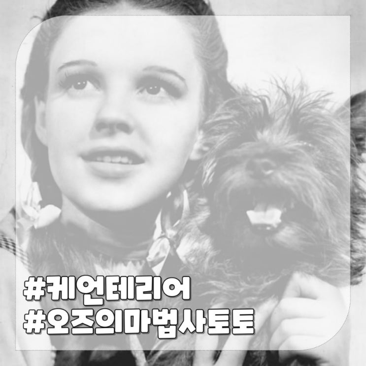  테리어 종류 케언테리어,오즈의 마법사 강아지 품종